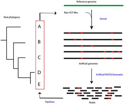 Performance and Agreement Between WGS Variant Calling Pipelines Used for Bovine Tuberculosis Control: Toward International Standardization